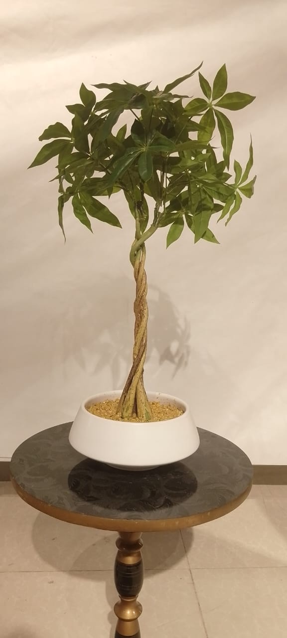 Ceramic Jar 5