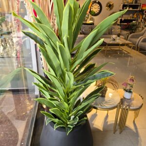 Planters 6