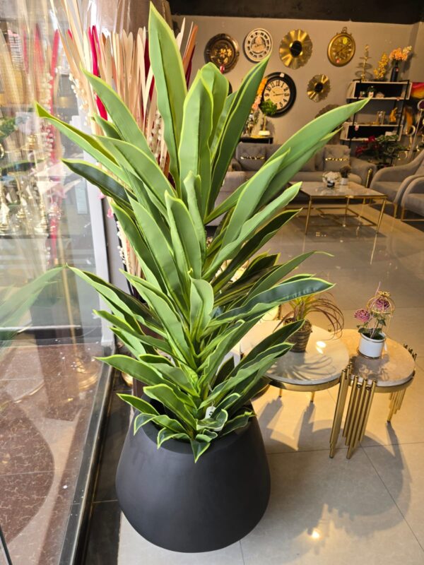 Planters 6